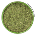 Dillspitzen Nahaufnahme - klassisches Gurkenkraut für Fisch und Quark