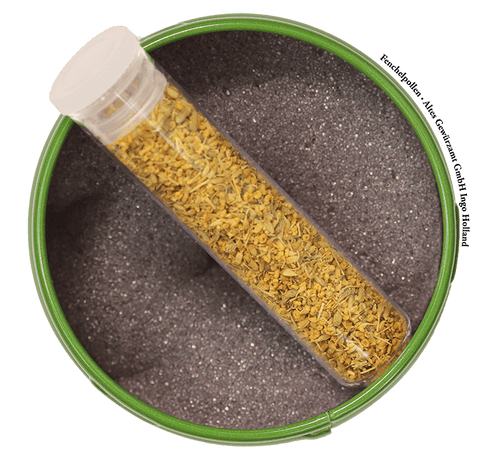 Fenchelpollen Nahaufnahme, tief anisartiges Aroma für Fisch und Patisserie
