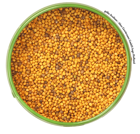 Yellow mustard seed from Churfranken for marinades and sauerbraten – close-up of mustard corns
